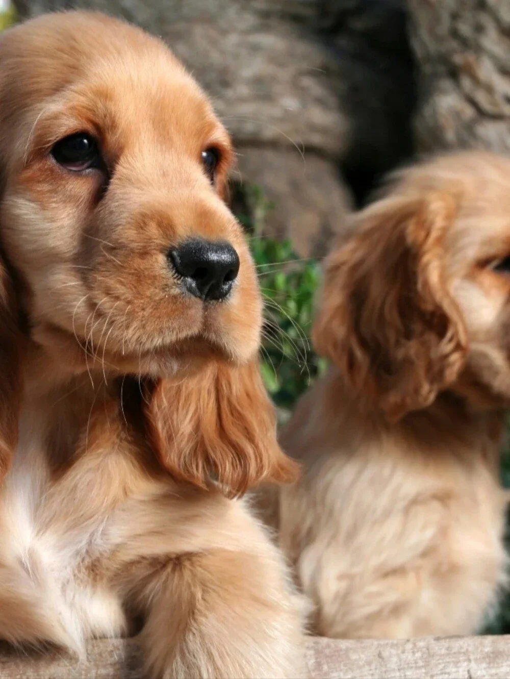 Spaniel Retriever 1